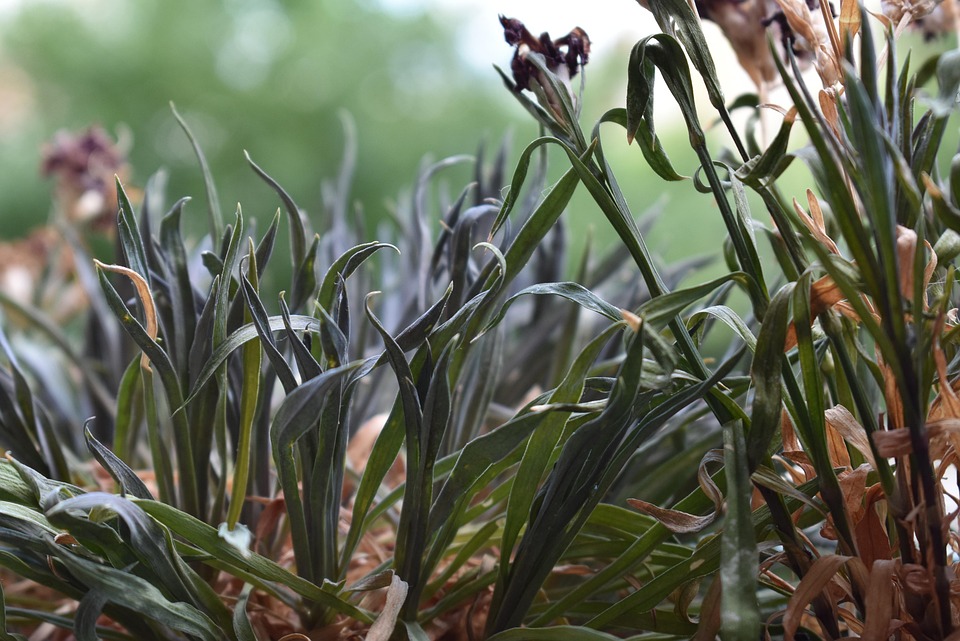 Dry Grass, Drought, Grass, Dry, Nature, Cracked