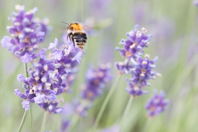 Free Lavender Bee photo and picture