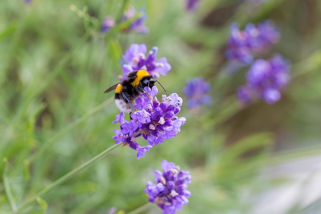 Free Lavender Bee photo and picture