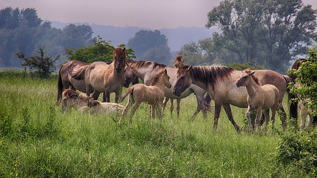 Free Landscape Polder photo and picture