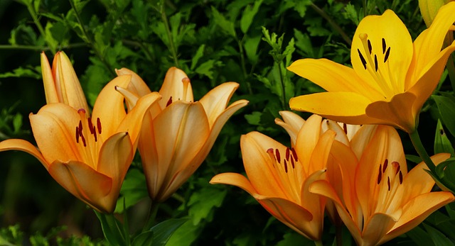 自然 花园 黄花菜 - Pixabay上的免费照片 - Pixabay