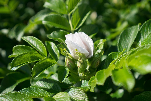 Rose, Rose Bush, Knop, Hvid, Blomst