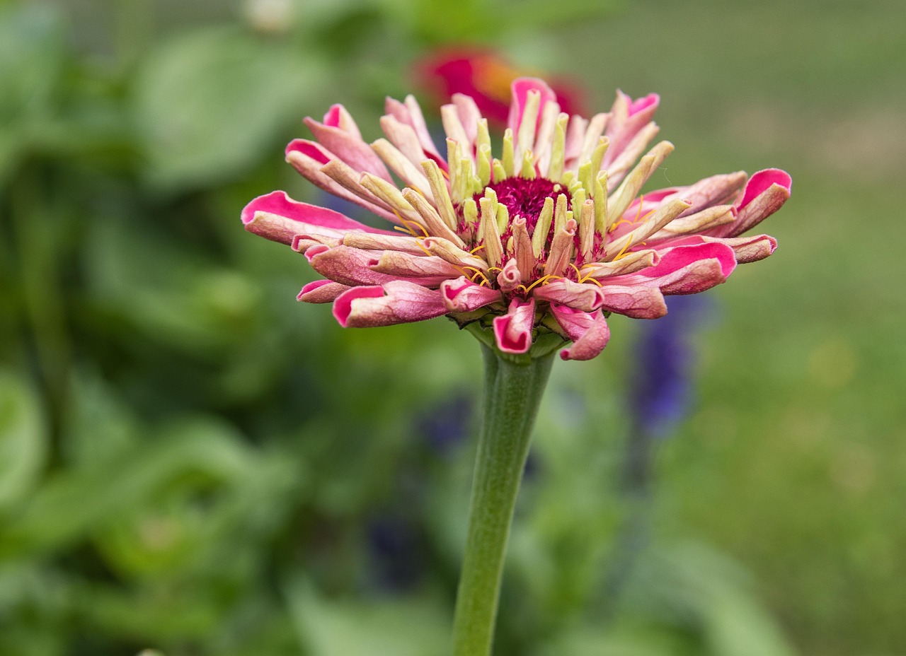 zinnia-3497857_1280.jpg