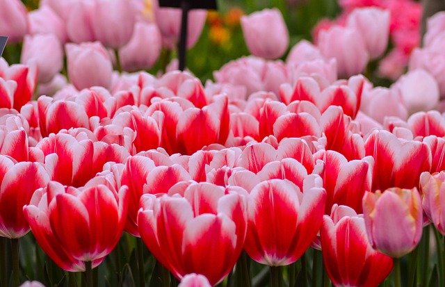 Free Tulips Keukenhof photo and picture