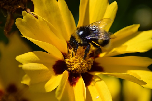 Free Bumblebee Bombus Terrestris photo and picture