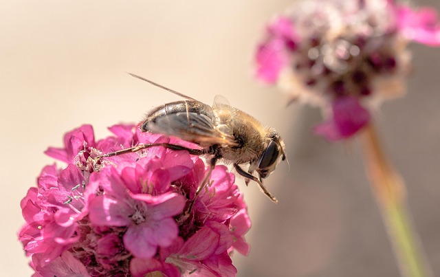 Free Hover Flying Extension Fly photo and picture
