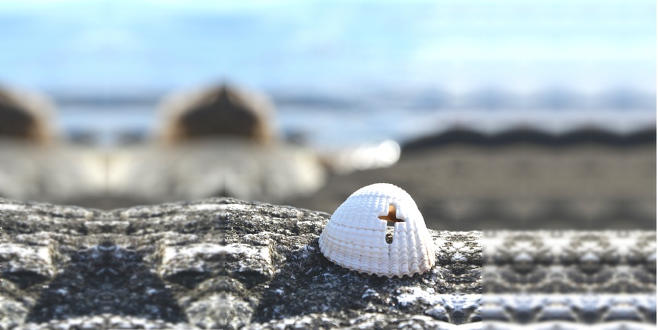 Background Cross Shell - Free photo on Pixabay - Pixabay