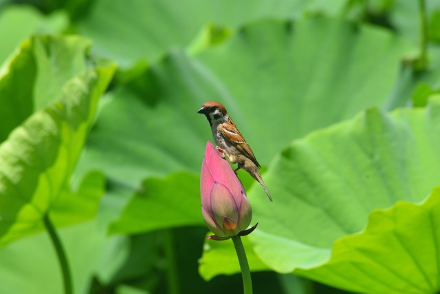 10000 多张免费的“飞禽”和“自然”照片 - Pixabay
