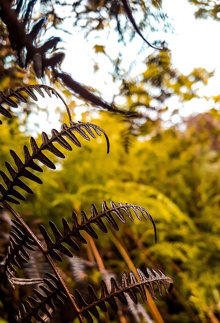 Free Plant Sheets photo and picture