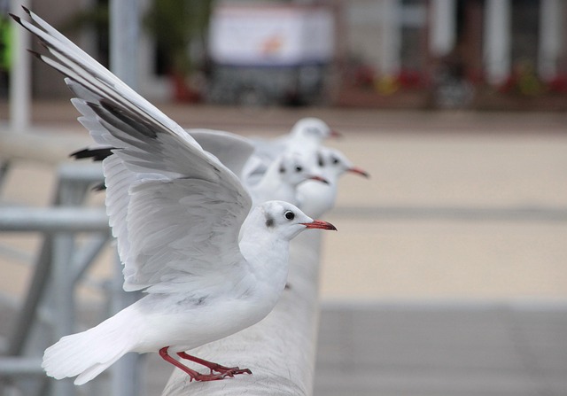 Free Gull Desktop Backgrounds photo and picture