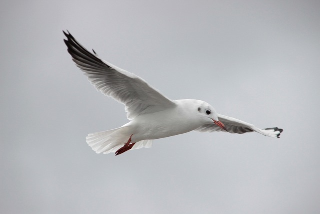 Free Gull Baltic Sea photo and picture