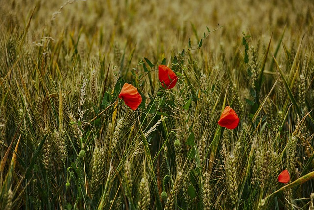 Free Wheat Poppies photo and picture