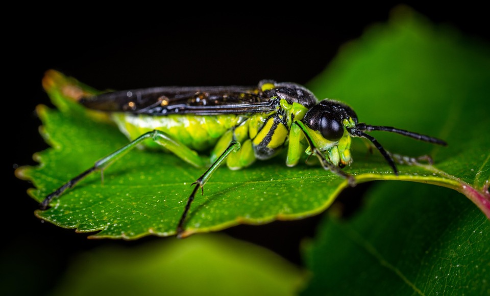Macro Insect Invertebrate - Free photo on Pixabay - Pixabay