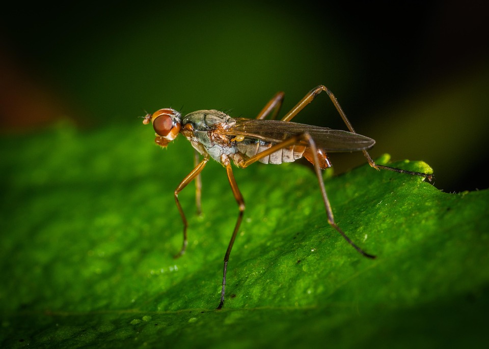 Macro Insect Invertebrate - Free photo on Pixabay - Pixabay