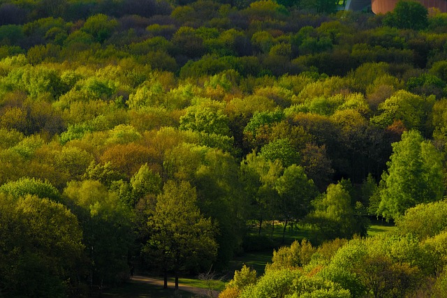 Træer, Skov, Berlin, Parkere, Natur