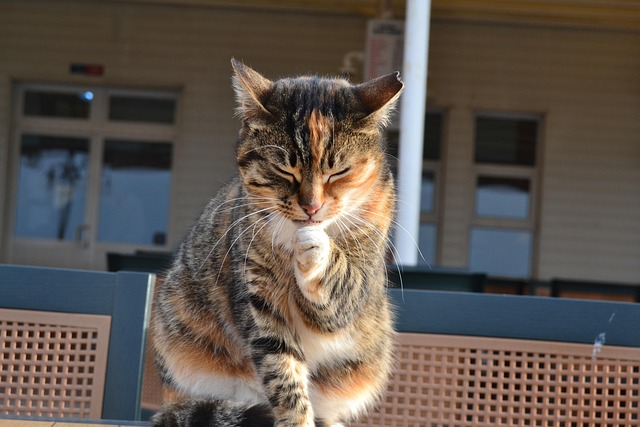 Free Cat Pet photo and picture