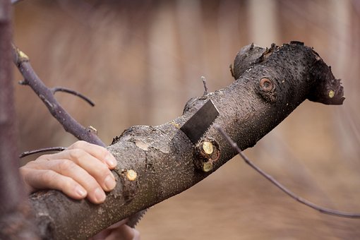 Cutting, Saw, Tree, Tool, Work, Blade