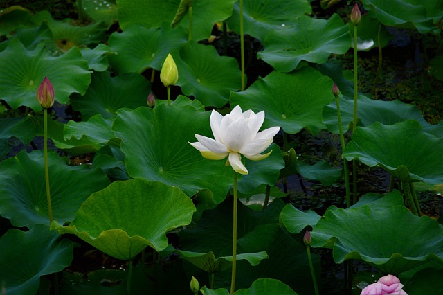 Free White White Lotus photo and picture