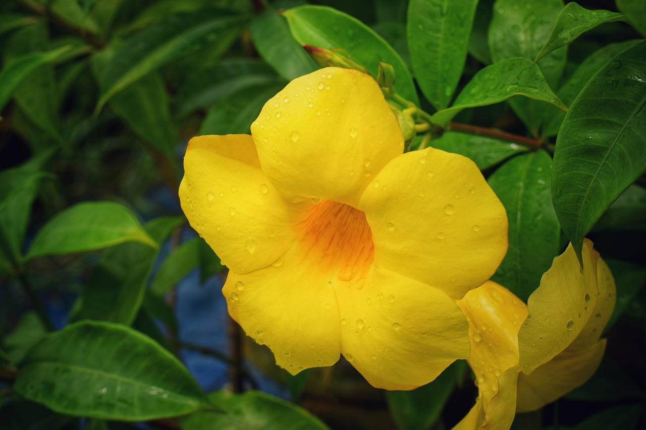 flower-3500928_1280.jpg
