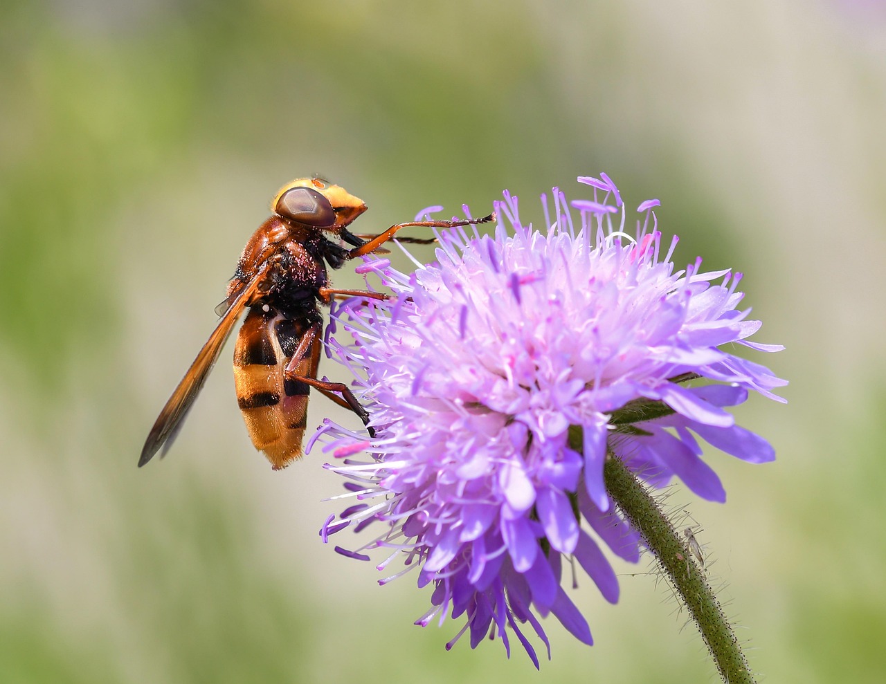 600+ Free Hoverflies & Hoverfly Images - Pixabay