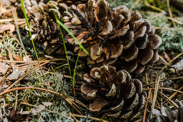 Free Pine Corn Forest photo and picture