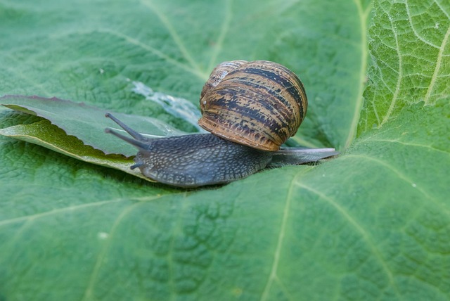 Escargot Gastéropode Feuille - Photo gratuite sur Pixabay - Pixabay