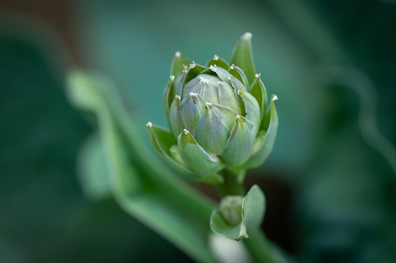 Plant Bud Green - Free photo on Pixabay - Pixabay