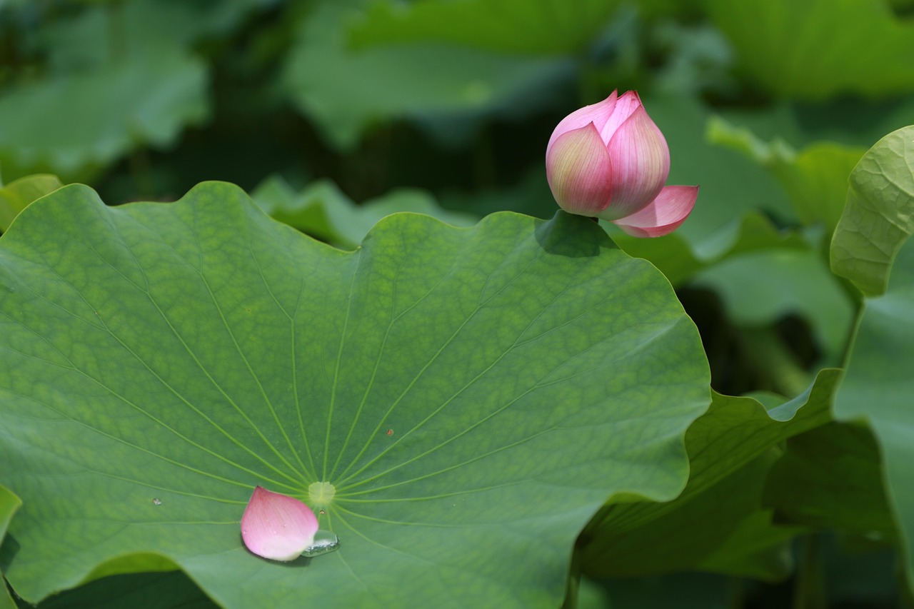 300 + 무료 연잎 & 연꽃 이미지 - Pixabay