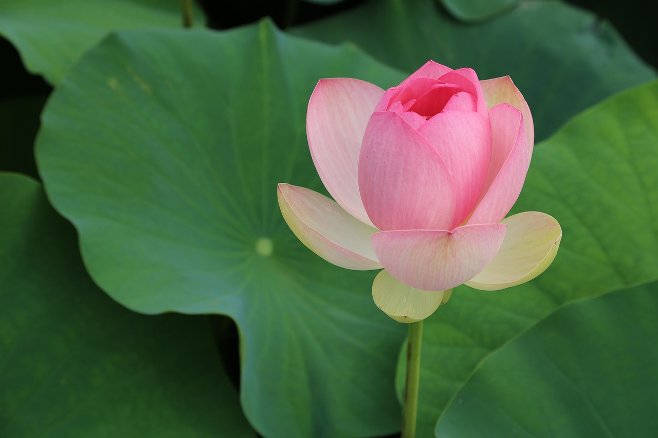 연 연꽃 수련 - Pixabay의 무료 사진 - Pixabay
