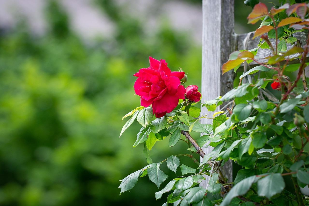 Rosa Jardín Rosas Rojas De - Foto gratis en Pixabay - Pixabay