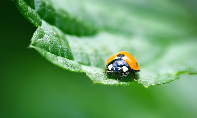 Free Ladybug Insect photo and picture