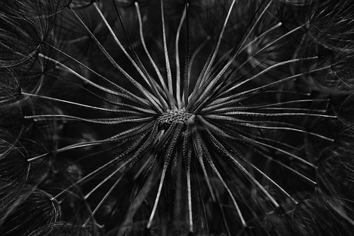 Free Dandelion Flower photo and picture