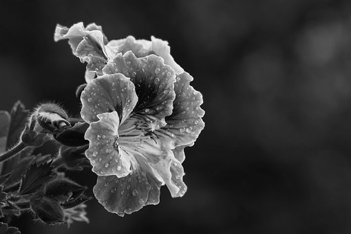 Free Flower Blossom photo and picture