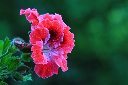 Free Flower Blossom photo and picture