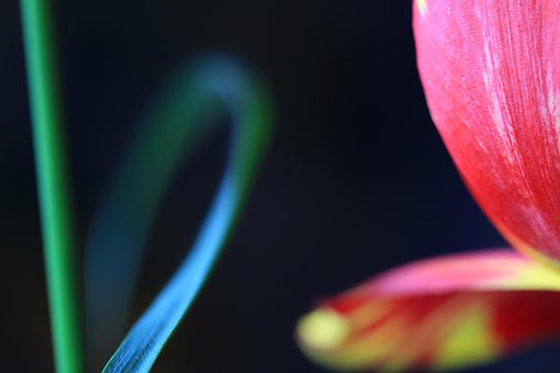Free Tulip Flower photo and picture