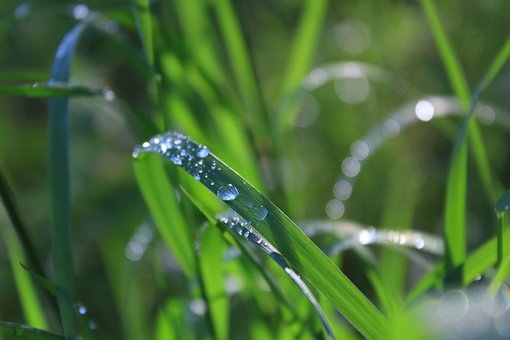 Free Dewdrops Nature photo and picture