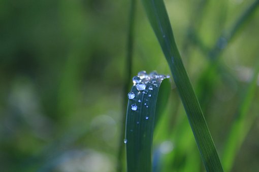 Free Dewdrops Grass photo and picture