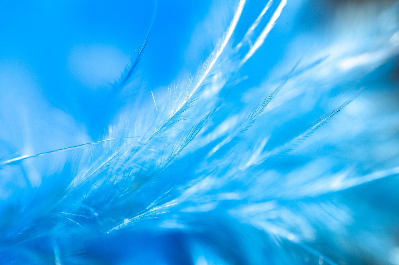 Beautiful Blue - Free photo on Pixabay