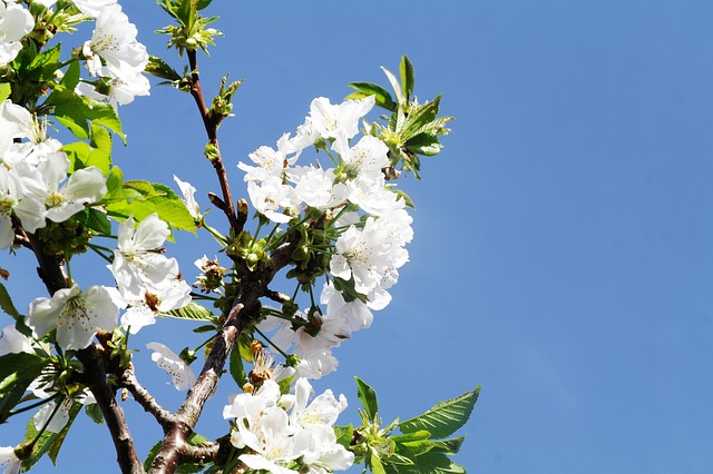 White Flower, Flor De Cerejeira, Querida