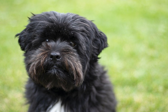 Hund, Schwarz, Boomer, Hündchen
