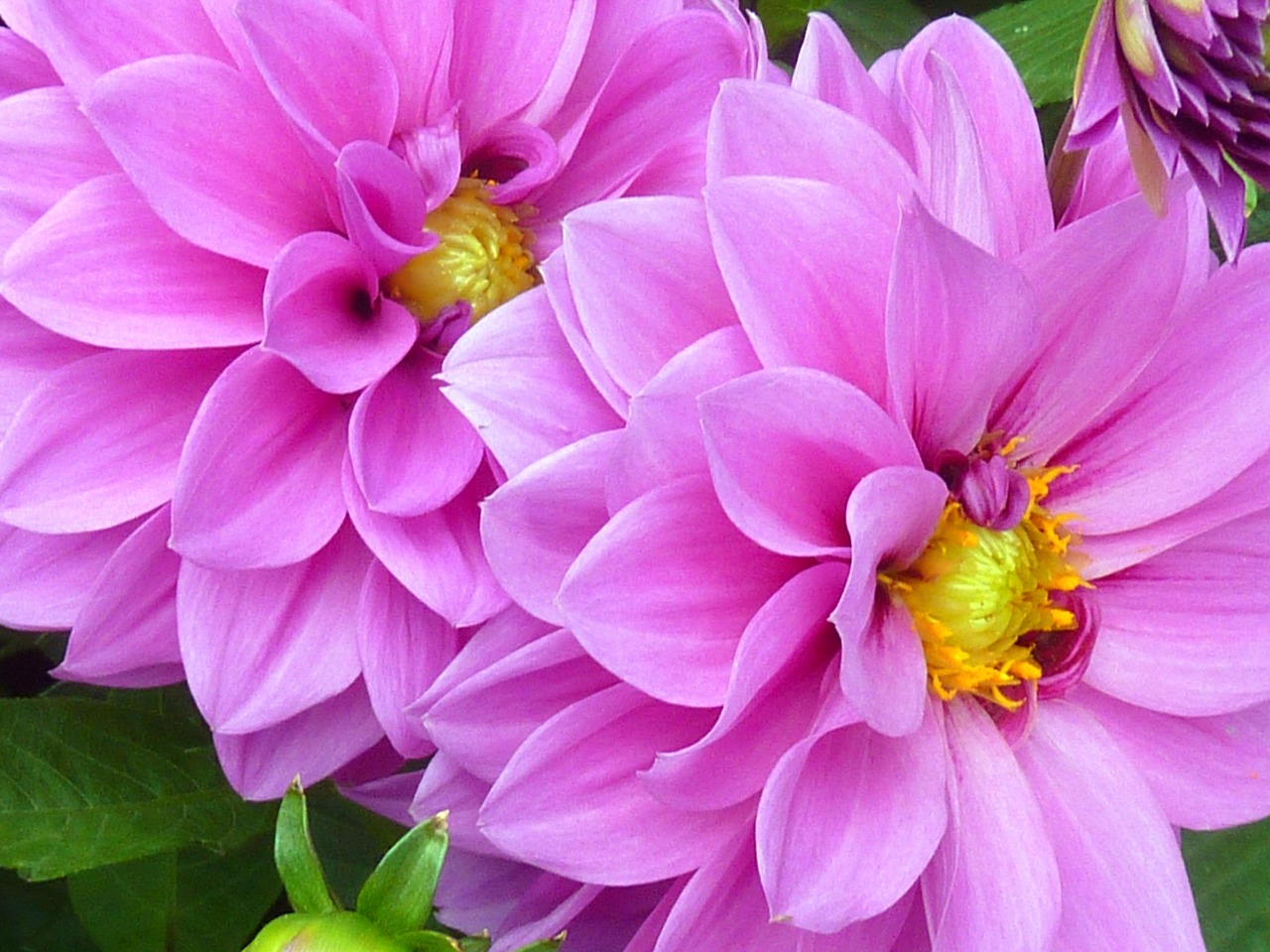 Rubber Stamp - free online jigsaw puzzle photo