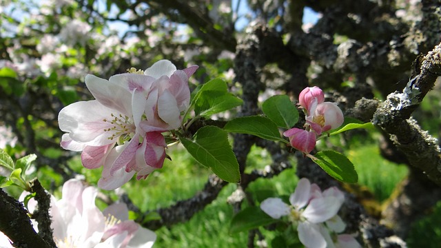 Free Blossoms Apple photo and picture