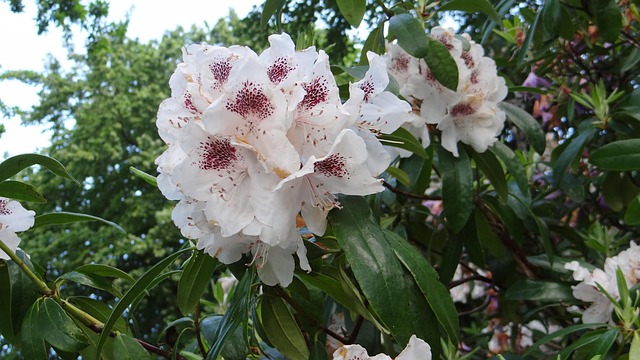 Free Rhododendron Spring Flower photo and picture