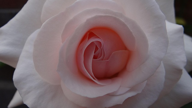 Free Rose Flower Wallpaper photo and picture