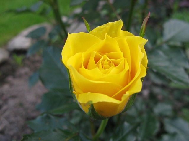 Rose Kuning Bunga - Foto gratis di Pixabay - Pixabay