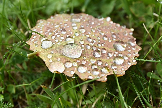 Macro, Derrubar, Gotas, Agua, Lâmina