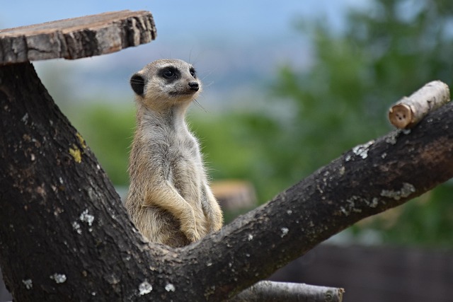 Suricata, Boa, Animal, Visão, Guarda