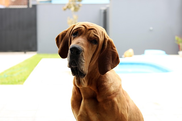 Free Pet Dog photo and picture