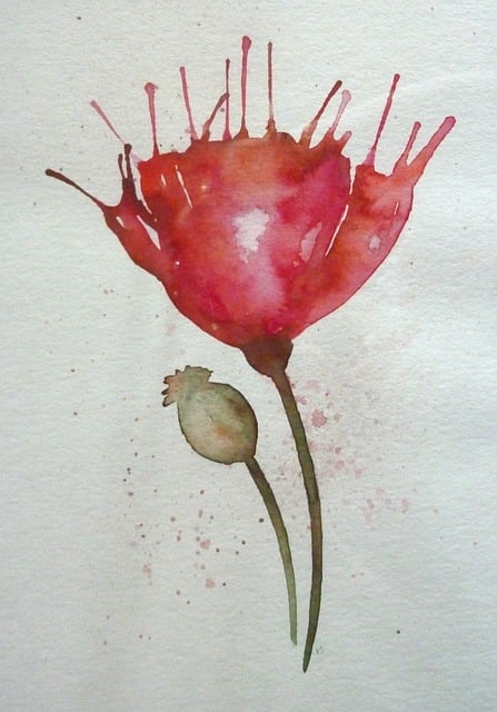 Free Poppy Flower illustration and picture