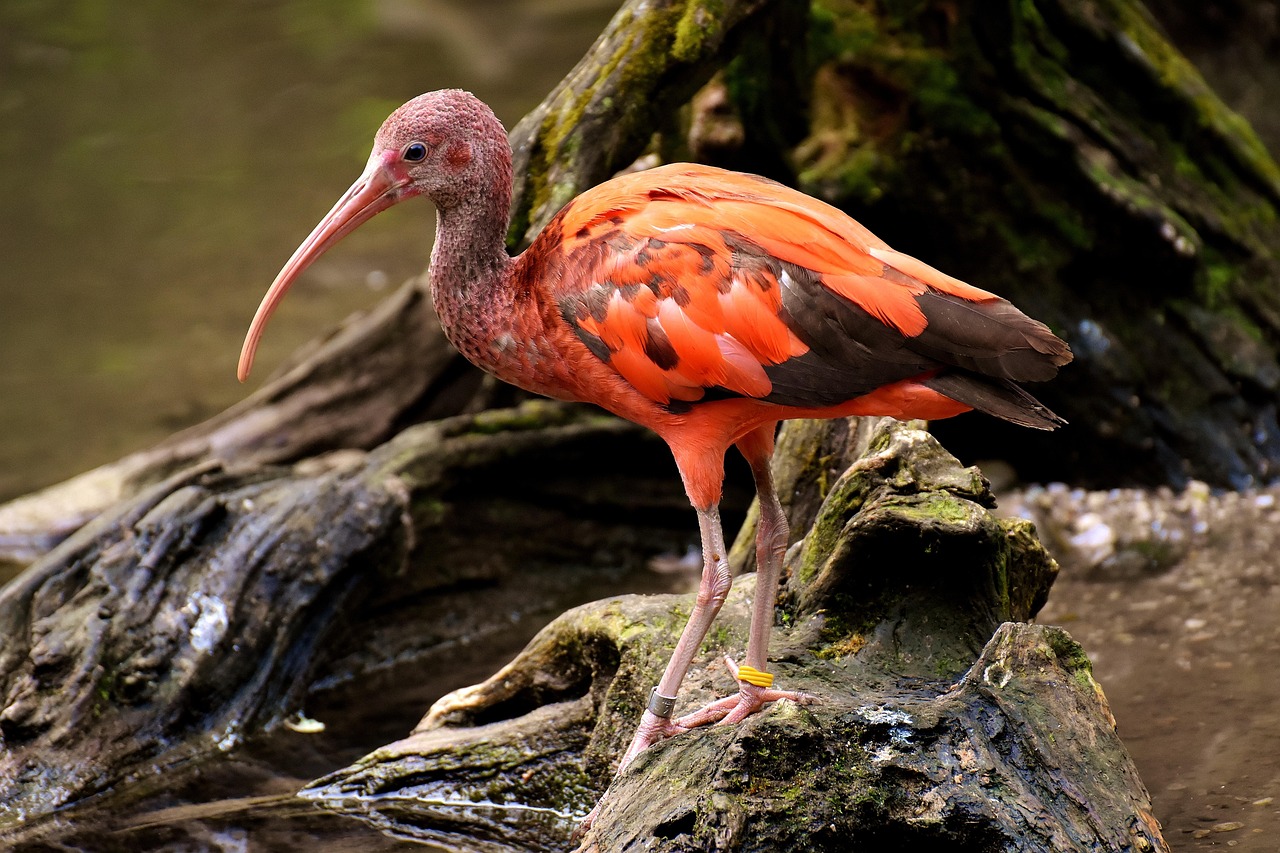 Ibis Eudocimus Ruber Darmowe Zdj cie Na Pixabay Pixabay Ibis Eudocimus Ruber Darmowe Zdj cie Na Pixabay Pixabay